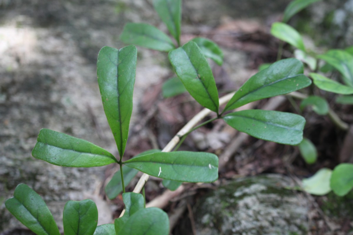 Schefflera emarginata (Moon) Harms